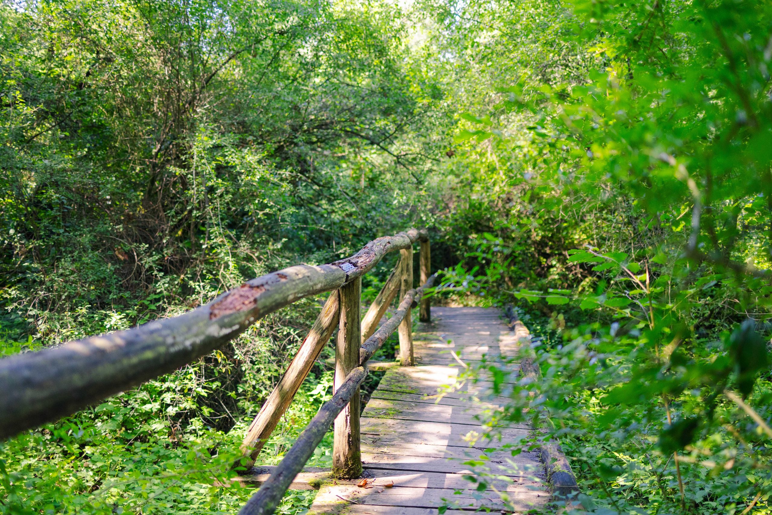 LeichtSINN Coaching Stuttgart Waldbild